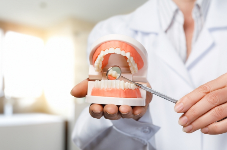 Dentist holding a dental model and using a dental tool to demonstrate teeth cleaning or dental care.